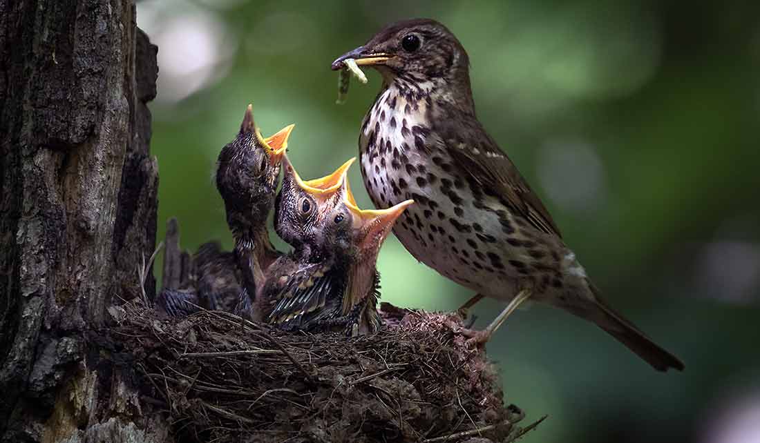 ����� ������� ������ [Gleser]